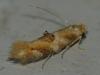 Bucculatrix ulmella